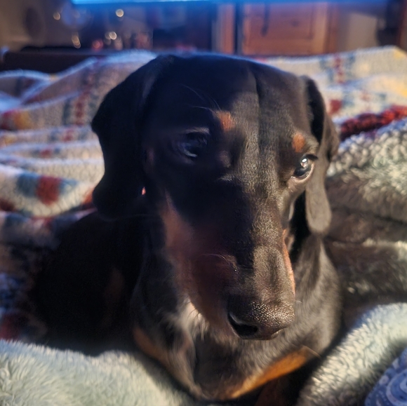 Meet your Posher, Louise - Picture 1 of 1